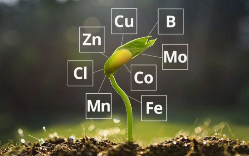 công dụng của phân vi lượng